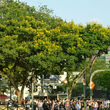 Cây Angsana góp phần tạo cảnh quan xanh tại Singapore