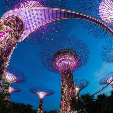 garden-by-the-bay-night-supertrees-500×454